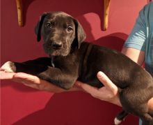Male and female Great Dane pups