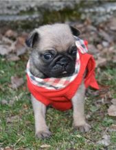 Male and female Pug puppies