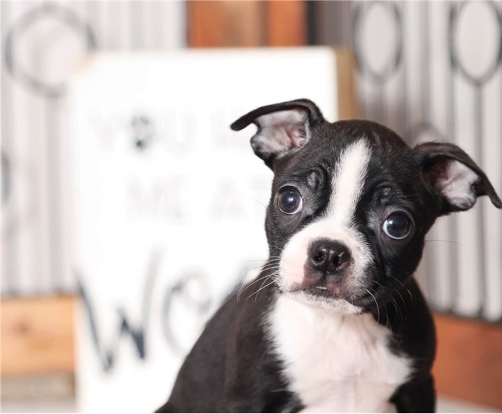 Adorable Boston terrier puppies Image eClassifieds4u