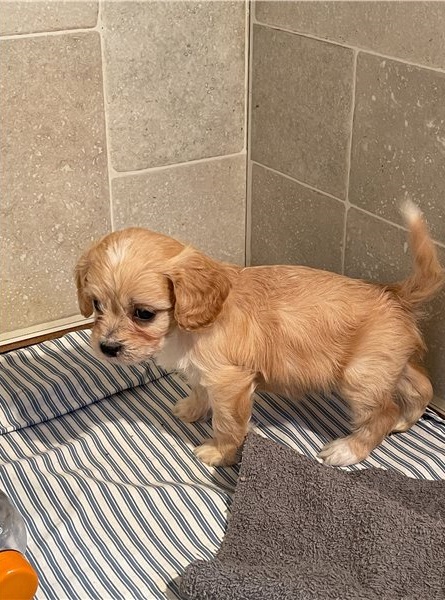 Beautiful Cavapoo puppies Image eClassifieds4u