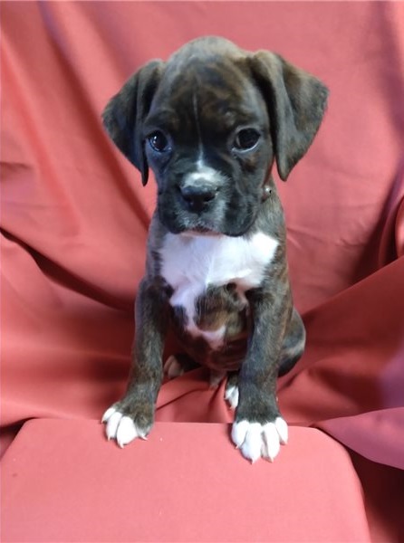 Gorgeous Boxer puppies Image eClassifieds4u