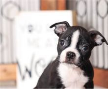 Adorable Boston terrier puppies Image eClassifieds4U