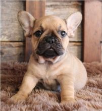Healthy French bulldog puppies available Image eClassifieds4U