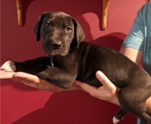 Male and female Great Dane pups Image eClassifieds4U