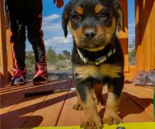 Two Rottweiler puppies Image eClassifieds4U