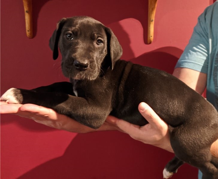 Male and female Great Dane pups Image eClassifieds4u