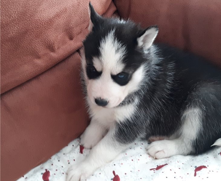 Siberian husky puppies Image eClassifieds4u