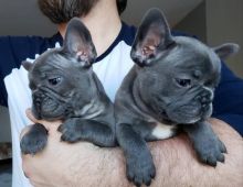 Excellent French bulldog puppies for adoption Email US (christjohnson204@gmail.com )