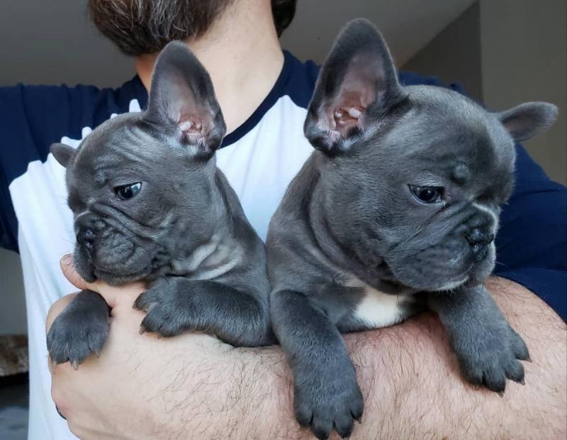 Excellent French bulldog puppies for adoption Email US (christjohnson204@gmail.com ) Image eClassifieds4u