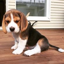 Cute Beagle puppies for adoption Email US (christjohnson204@gmail.com ) Image eClassifieds4u 2