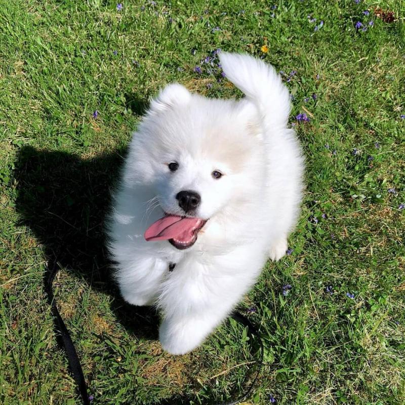 cute Samoyed Male and Female Puppies For Adoption thomasliam331@gmail.com Image eClassifieds4u