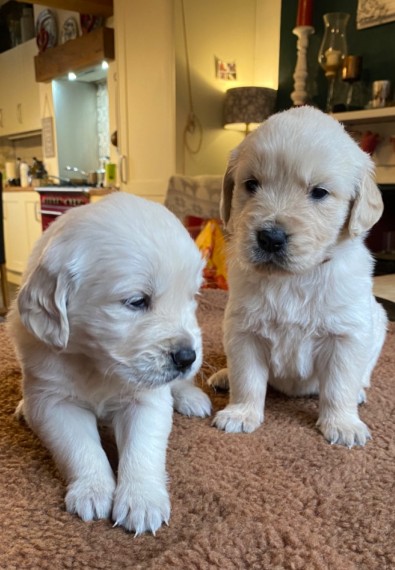 Golden Retrievers Puppies For Adoption (lucasliamlucas@gmail.com) Image eClassifieds4u