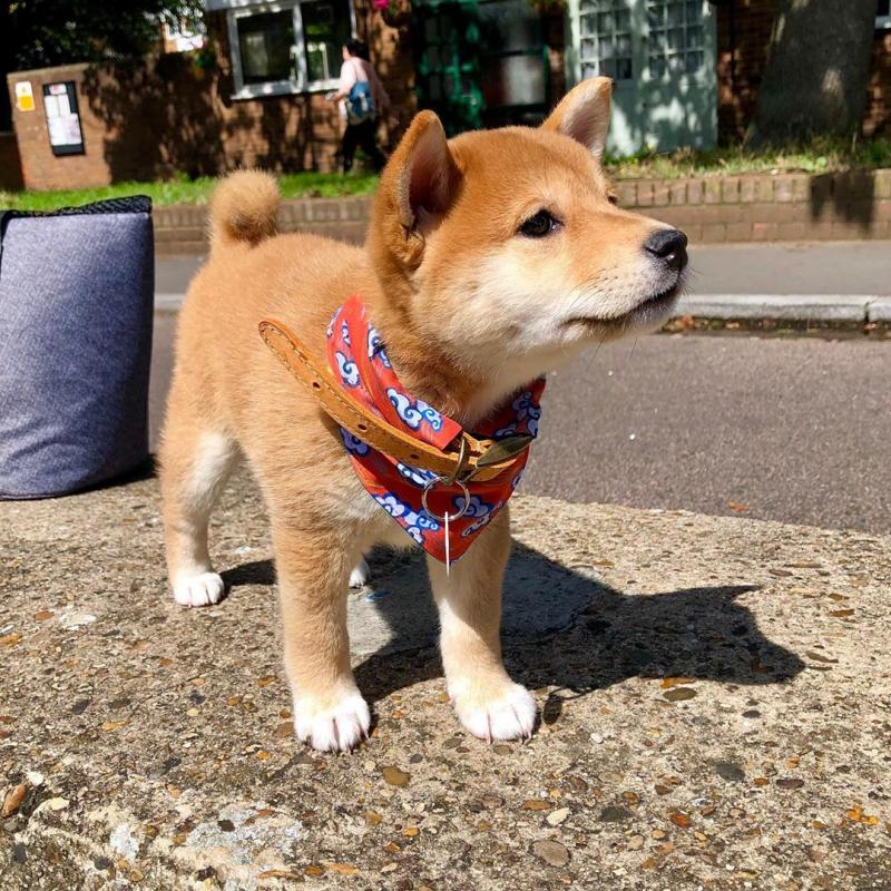 Shiba inu Puppies Looking For Their Forever Home (williamsfritz51@gmail.com) Image eClassifieds4u