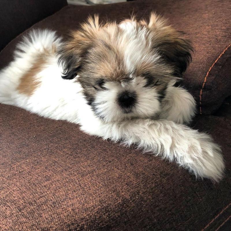 Sweet Shih Tzu Puppies Male And Female Puppies For Adoption email (goldjames815@gmail.com) Image eClassifieds4u