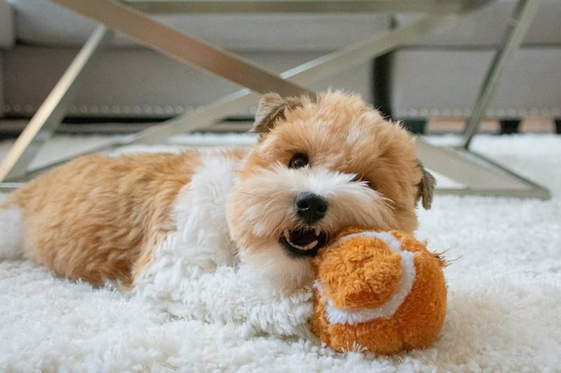 WONDERFUL HAVANESE PUPPIES READY FOR THEIR NEW HOME (kgraykevin0@gmail.com) Image eClassifieds4u