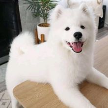cute Samoyed Male and Female Puppies For Adoption thomasliam331@gmail.com