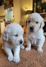 Golden Retrievers Puppies For Adoption (lucasliamlucas@gmail.com)