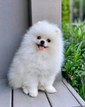 MALE AND FEMALE POMERANIAN PUPPIES AVAILABLE[angelaria130@gmail.com ]