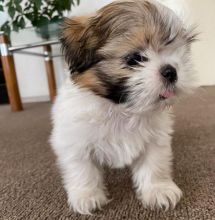Sweet Shih Tzu Puppies Male And Female Puppies For Adoption email (goldjames815@gmail.com)