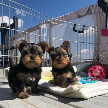 Cute Yorkie puppies available for adoption (donawayne101@gmail.com)