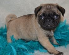 Healthy Pug puppies