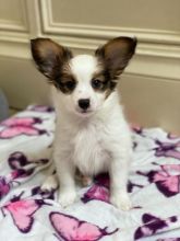 Bloodline Staffordshire Bull Terrier Pups