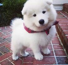 Lovely Samoyed puppies for adoption Email US (christjohnson204@gmail.com )