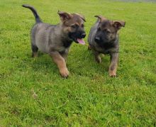 MALE AND FEMALE GERMAN SHEPHERD PUPPIES AVAILABLE [ richardmiles0101@gmail.com ]