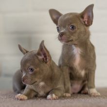 Outstanding chihuahua Puppies Are Available (arielmile36@gmail.com)