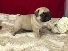 Blue Staffordshire Bull Terriers