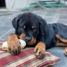 Quality Rottweiler Puppies Ready visit : Morganrottweilershome.com