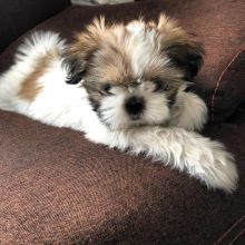 Sweet Shih Tzu Puppies Male And Female Puppies For Adoption email (goldjames815@gmail.com)