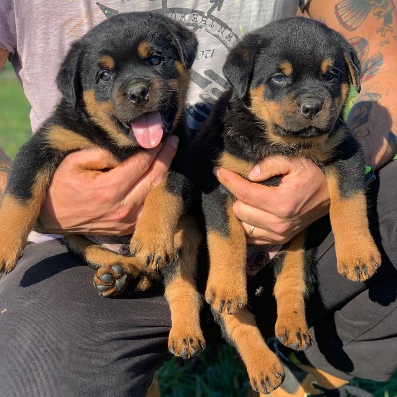 Beautiful, Smart & Loving Rottweilers visit : Morganrottweilershome.com Image eClassifieds4u