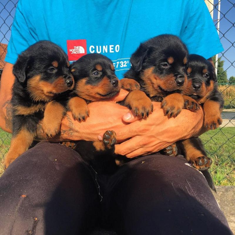 Beautiful, Smart & Loving Rottweilers visit : Morganrottweilershome.com Image eClassifieds4u