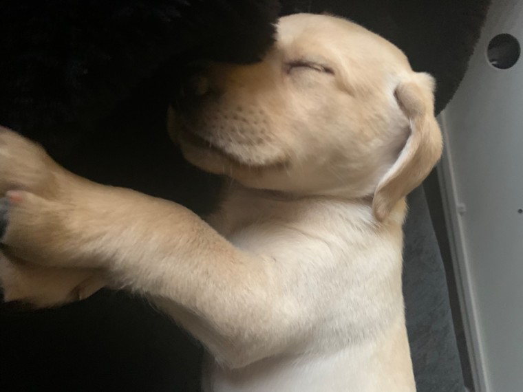 Lovely Labrador Puppies For Adoption (aronjayaron@gmail.com) Image eClassifieds4u