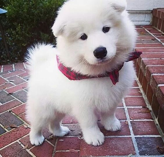 Lovely Samoyed puppies for adoption Email US (christjohnson204@gmail.com ) Image eClassifieds4u