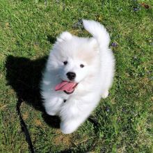 cute Samoyed Male and Female Puppies For Adoption thomasliam331@gmail.com Image eClassifieds4u 4