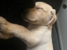 Lovely Labrador Puppies For Adoption (aronjayaron@gmail.com) Image eClassifieds4u 1