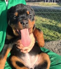 100% Rottweiler Puppies Ready Call / Text : 801-528-7966 Image eClassifieds4u 3