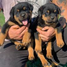 Beautiful, Smart & Loving Rottweilers visit : Morganrottweilershome.com Image eClassifieds4u 1