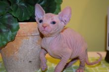 Beautiful sphynx kittens, Image eClassifieds4U