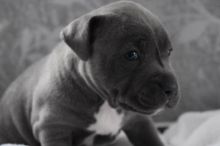 Blue Staffordshire Bullterrier Puppies Image eClassifieds4u 2