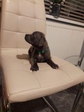 Blue Staffordshire Bullterrier Puppies Image eClassifieds4u 1