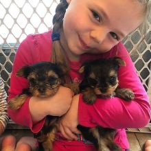 Cute Yorkie puppies available for adoption (donawayne101@gmail.com) Image eClassifieds4u 2