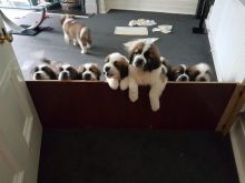 CKc Staffordshire Bull Terriers Pups Image eClassifieds4u 3