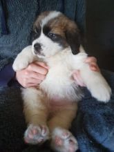 CKc Staffordshire Bull Terriers Pups Image eClassifieds4u 2