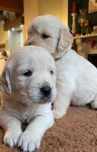 Golden Retrievers Puppies For Adoption (lucasliamlucas@gmail.com) Image eClassifieds4U