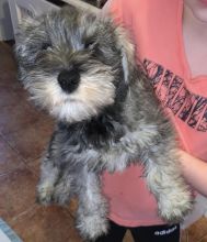 Healthy Staffordshire blue terrier Image eClassifieds4u 3