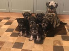 Healthy Staffordshire blue terrier Image eClassifieds4u 2