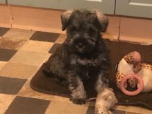 Healthy Staffordshire blue terrier Image eClassifieds4u 1